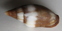Strigatella colombelliformis (Kiener, 1838)
